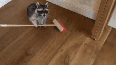 Raccoon happily sweeping. Image credit: https://tenor.com/view/broom-sweep-raccoon-gif-5417118
