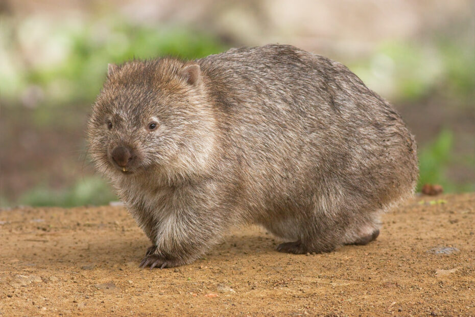 A wombat walking over sand.